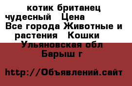 котик британец чудесный › Цена ­ 12 000 - Все города Животные и растения » Кошки   . Ульяновская обл.,Барыш г.